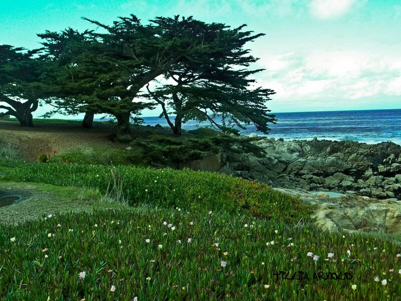 Coastal Trees and Ocean