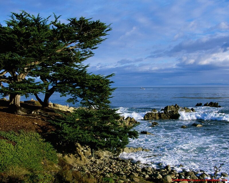 Coastal trees and ocean waves