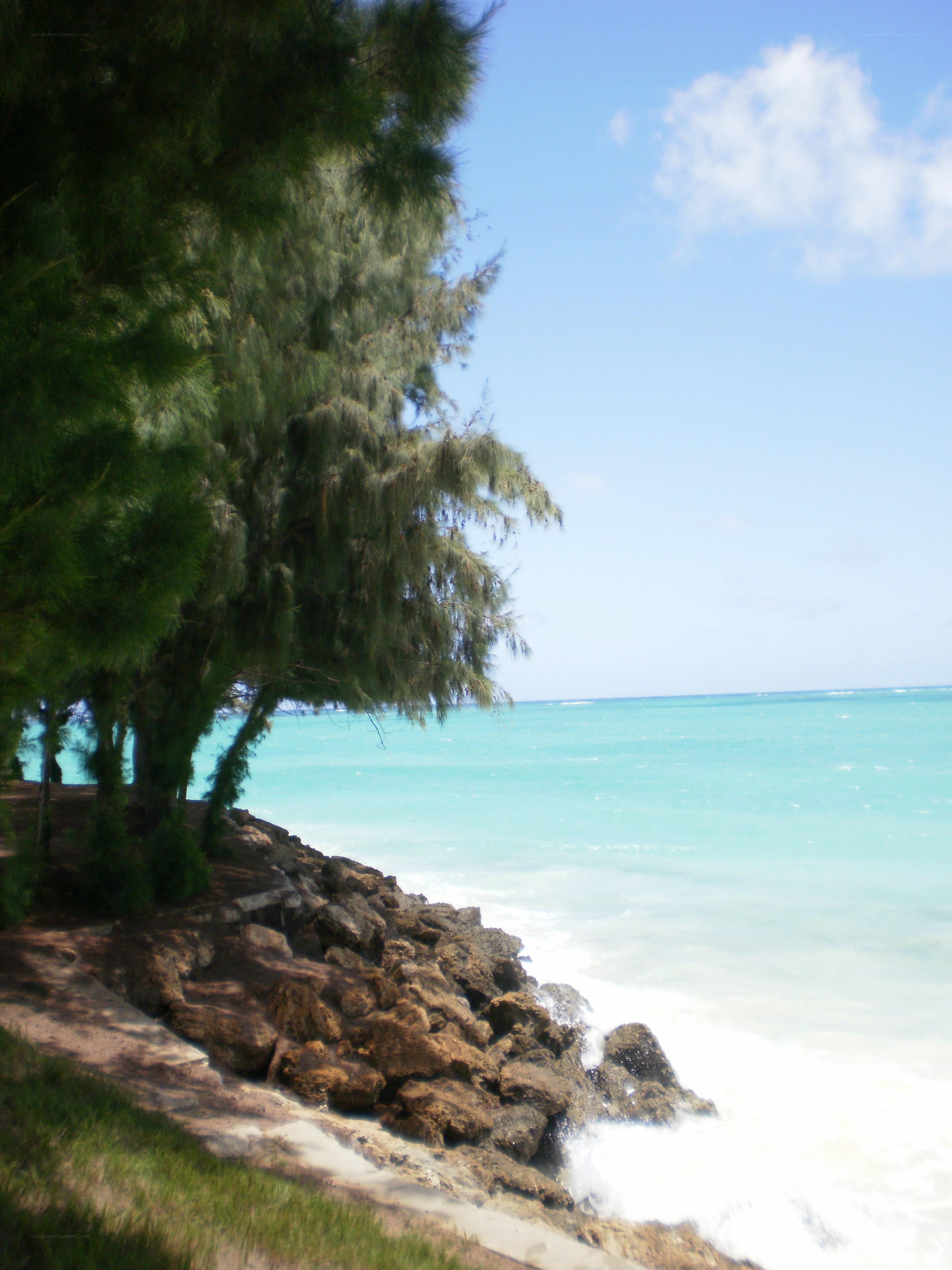 Coastal trees and turquoise water