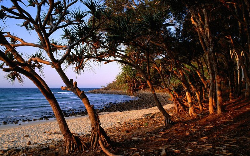 Coastal Trees on Beach