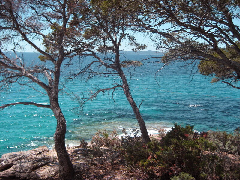 Coastal Trees Overlooking Sea