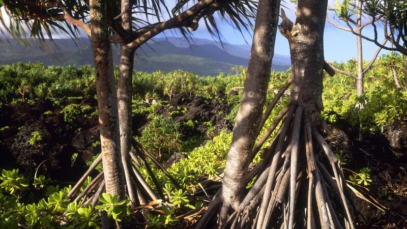Coastal trees with mountain view