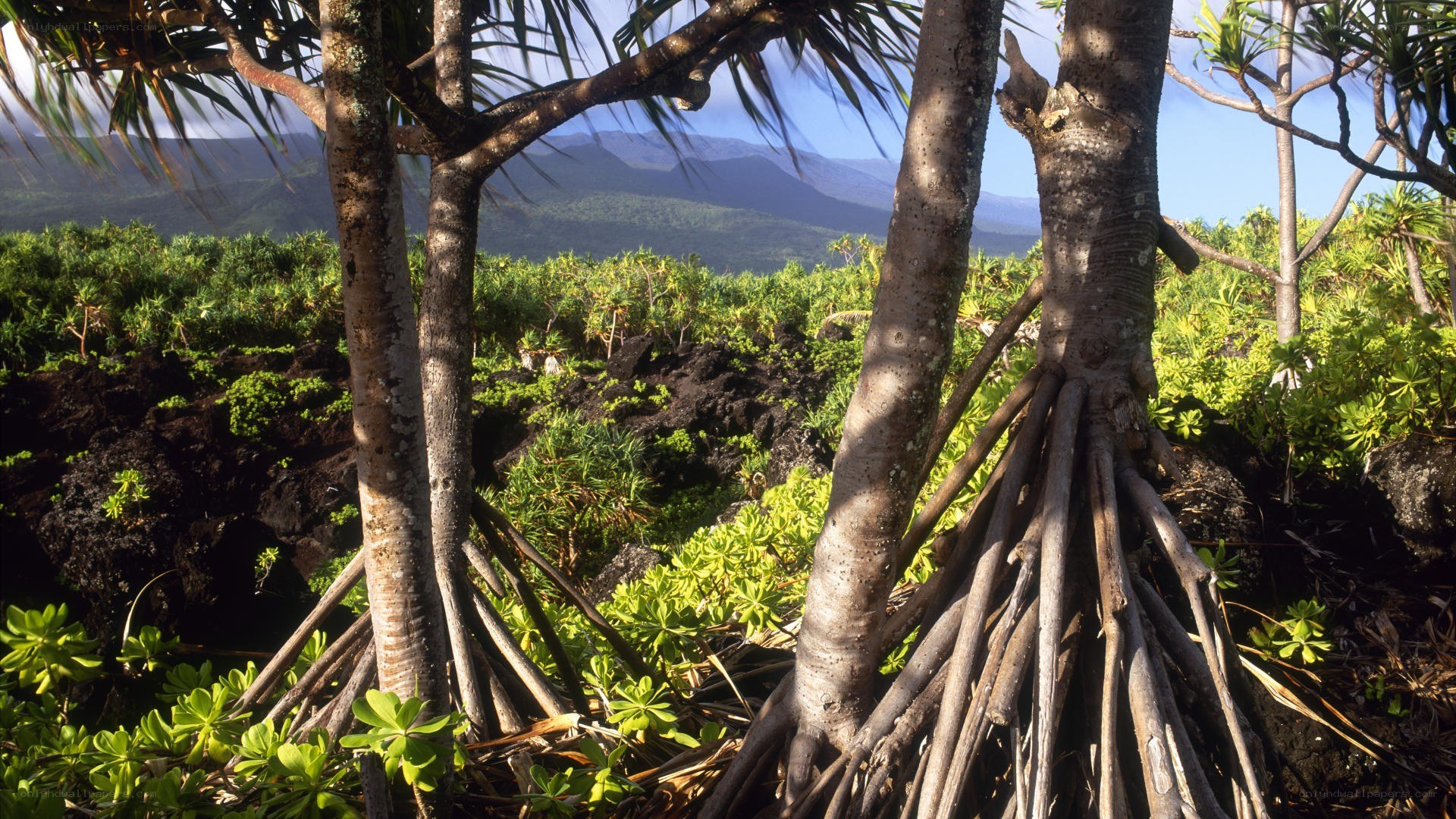 Coastal trees with mountain view