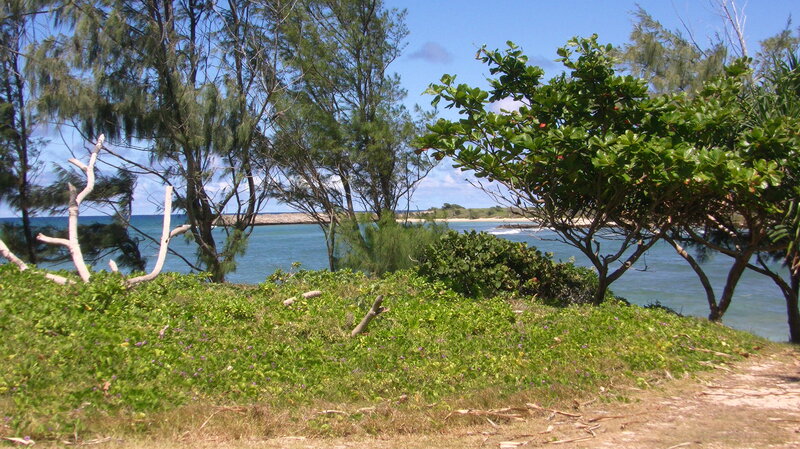 Coastal Vegetation and Ocean