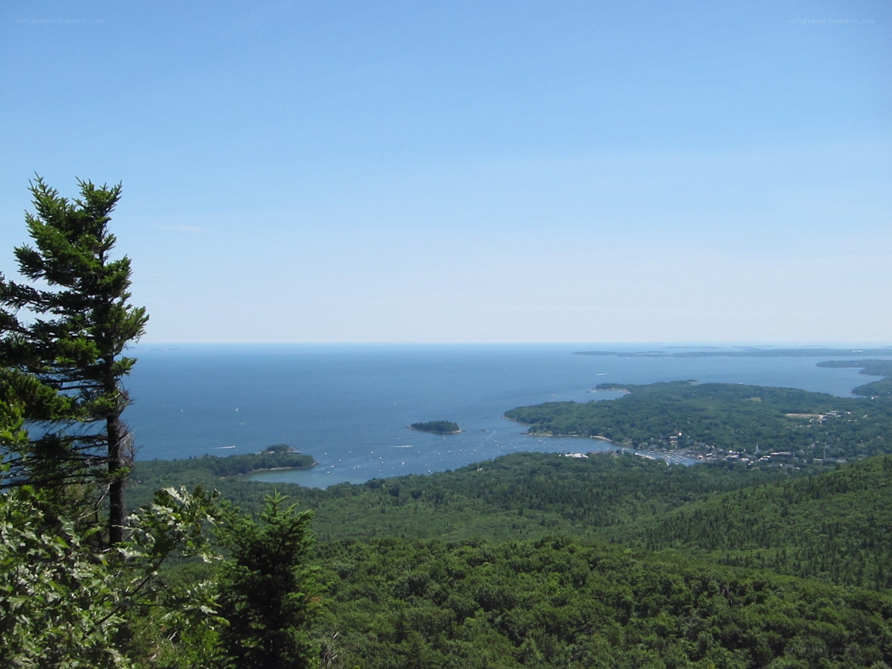 coastal view from forested hill