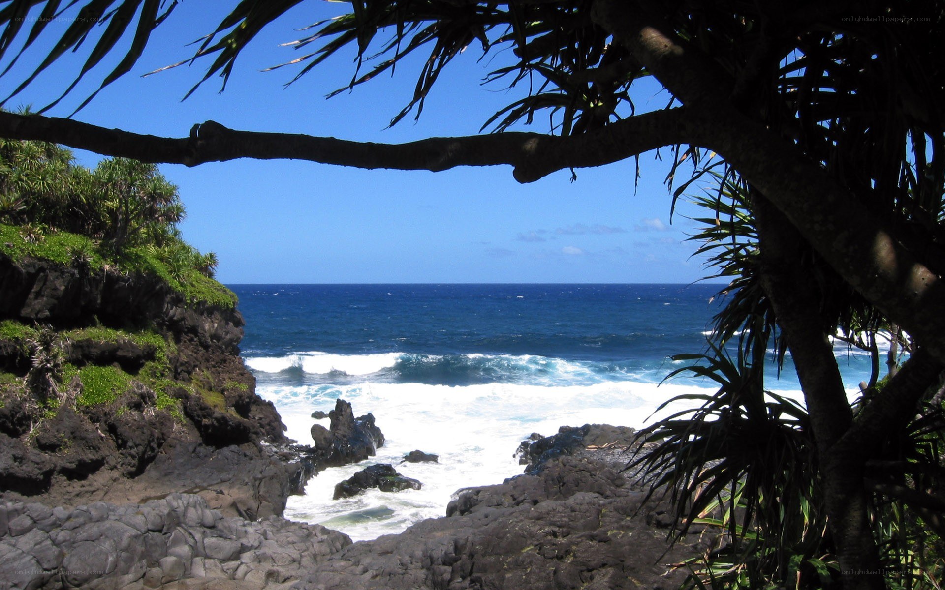 Coastal view through palm fronds