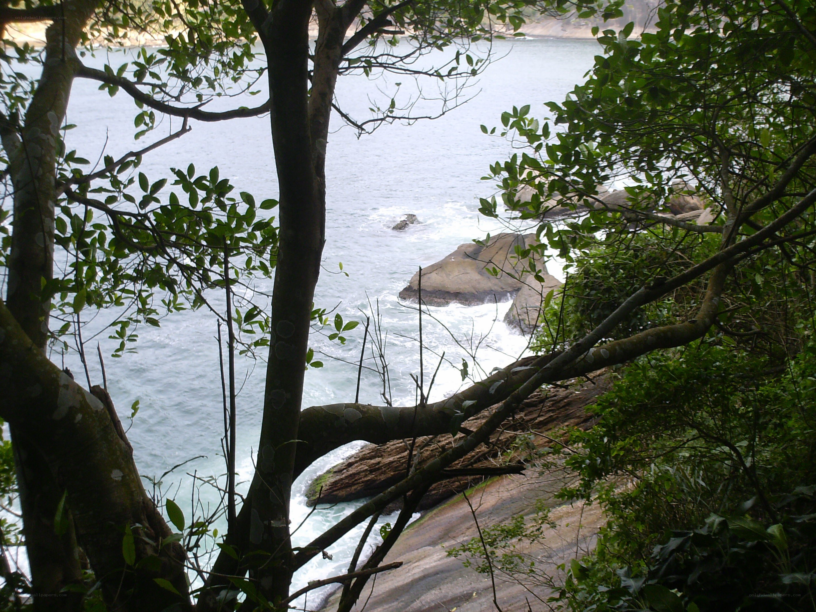 Coastal view through trees
