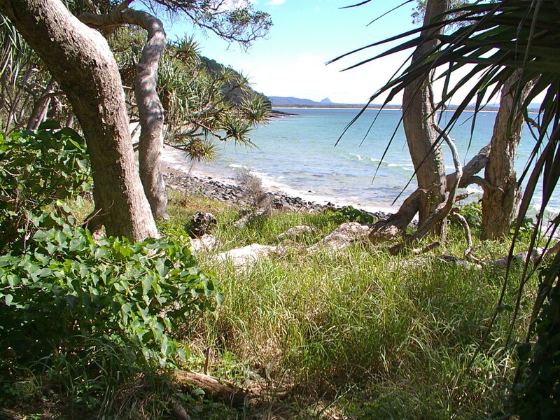 Coastal view through trees
