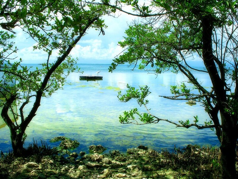 Coastal view through trees