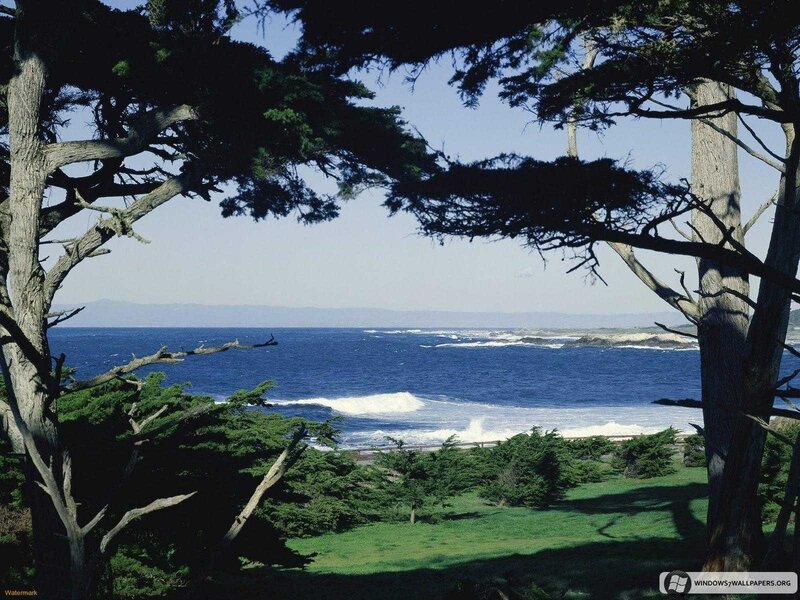 Coastal View Through Trees — Blue