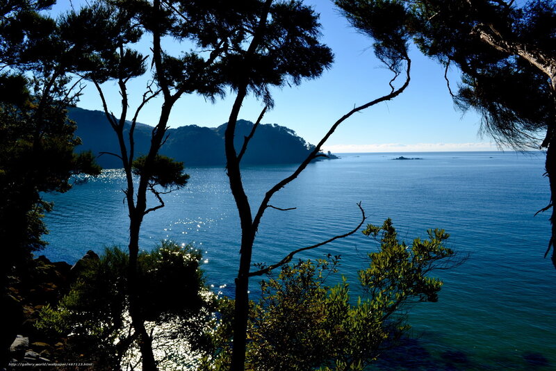 Coastal view through trees