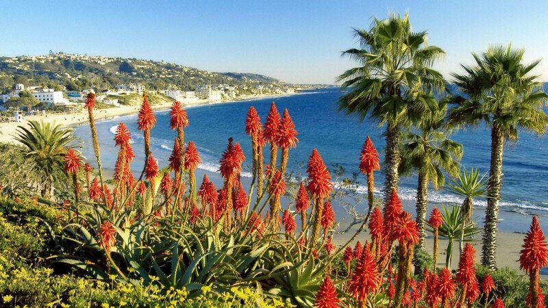 coastal view with aloe plants
