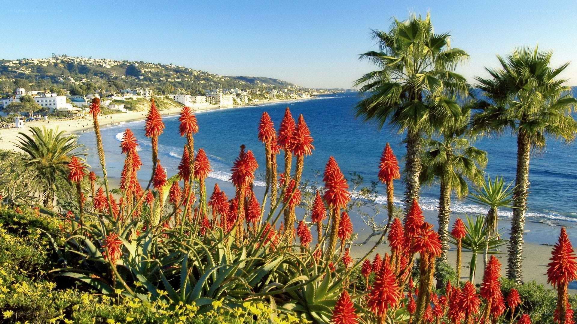 coastal view with aloe plants