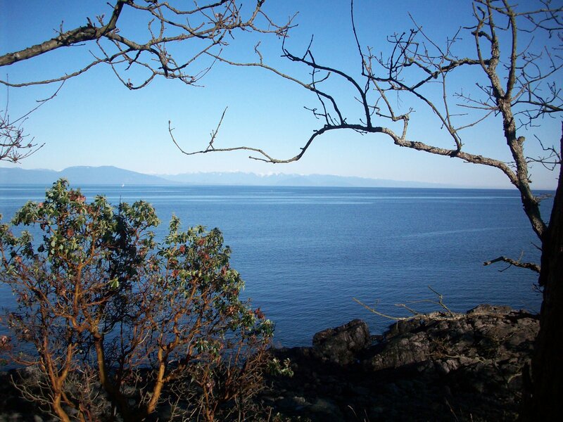 Coastal view with bare branches