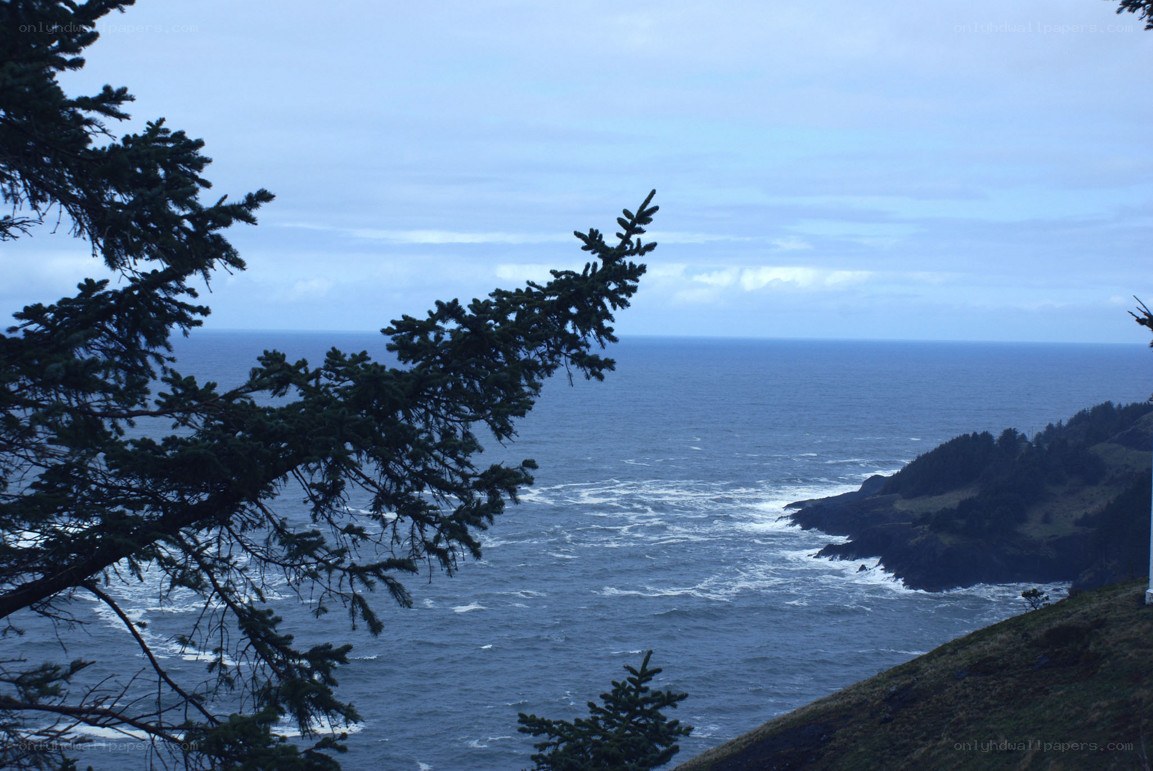 coastal view with evergreen branches