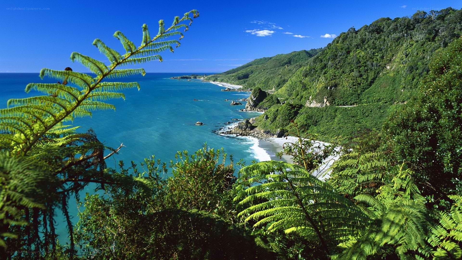 Coastal view with ferns