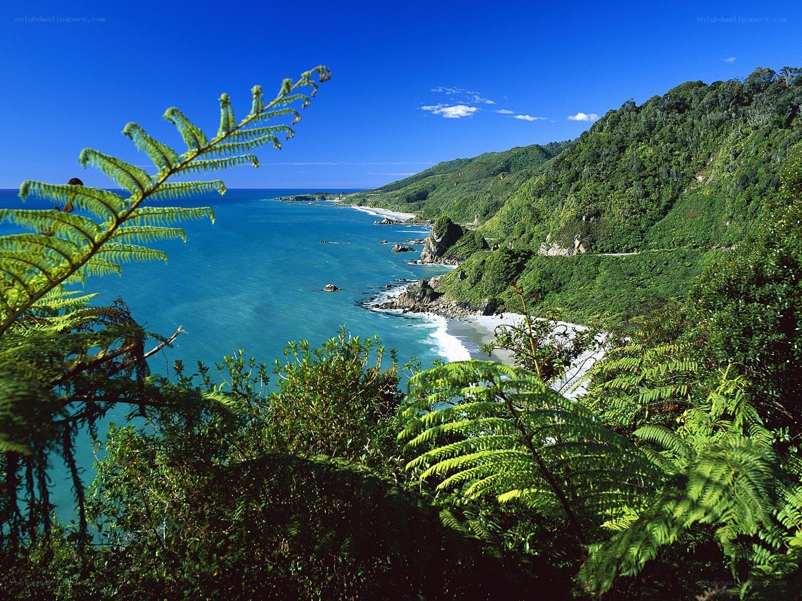 coastal view with ferns