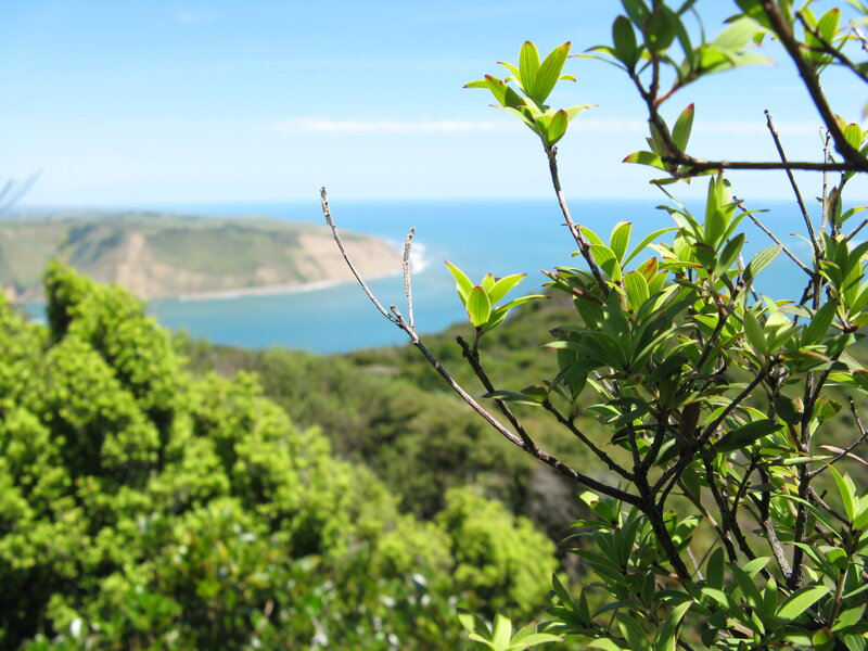 Coastal view with green foliage