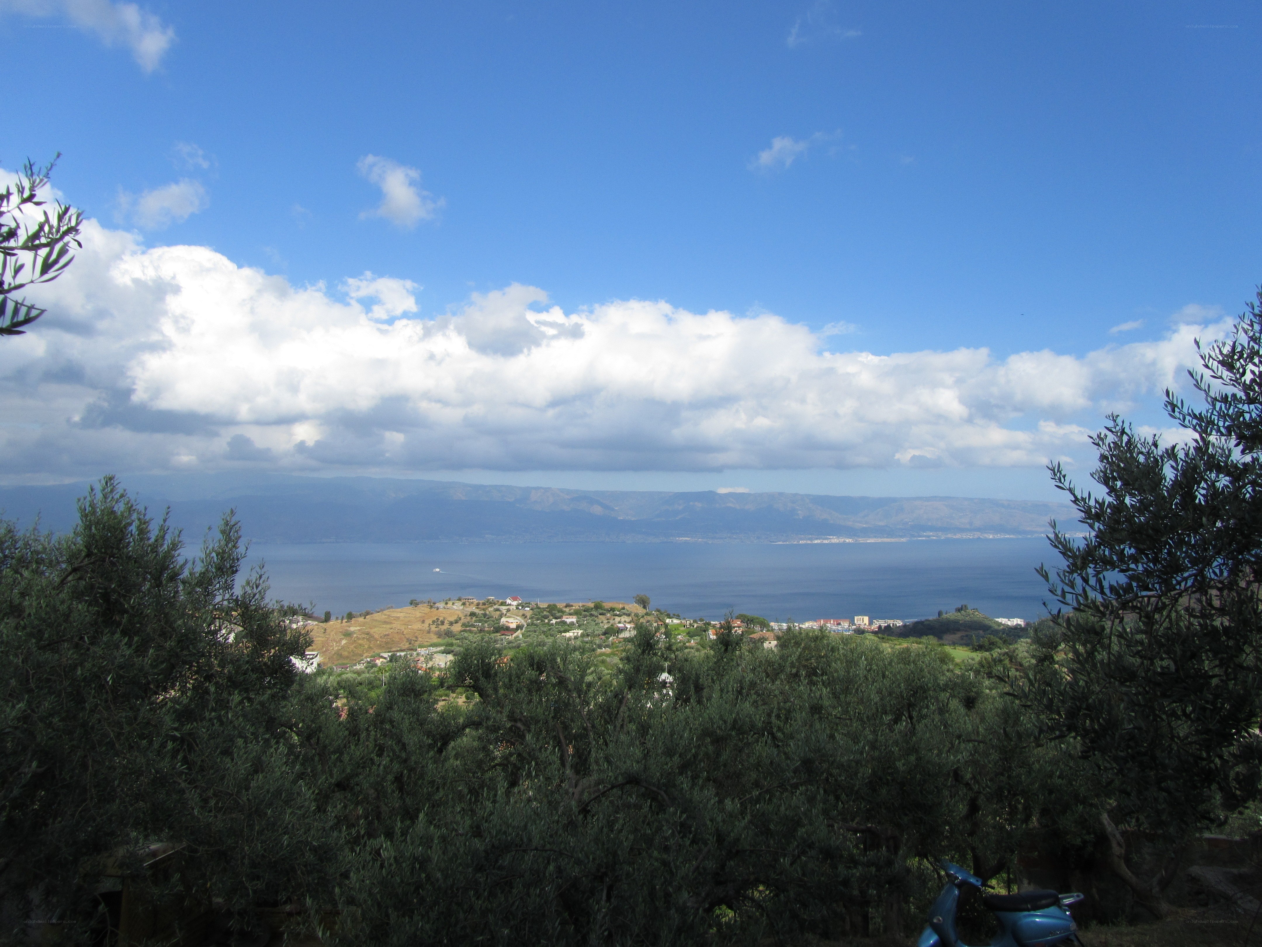 coastal view with olive trees