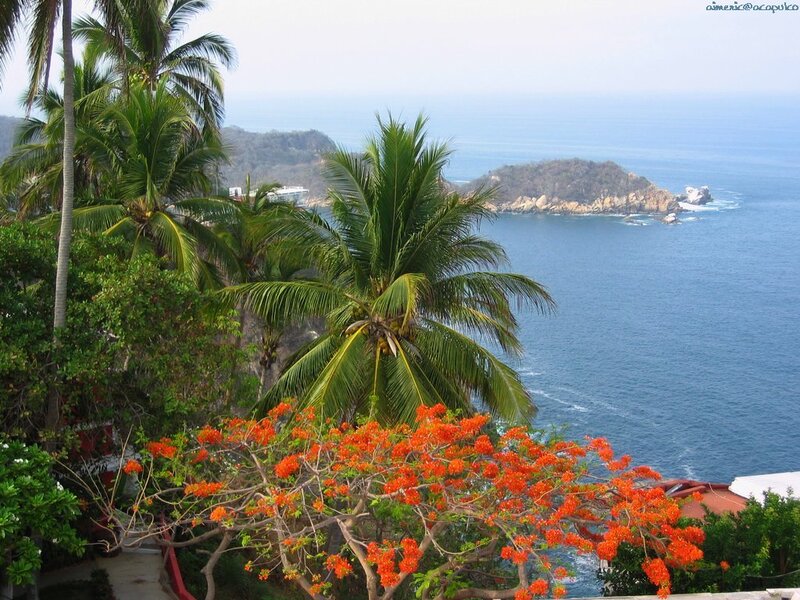 coastal view with palm trees
