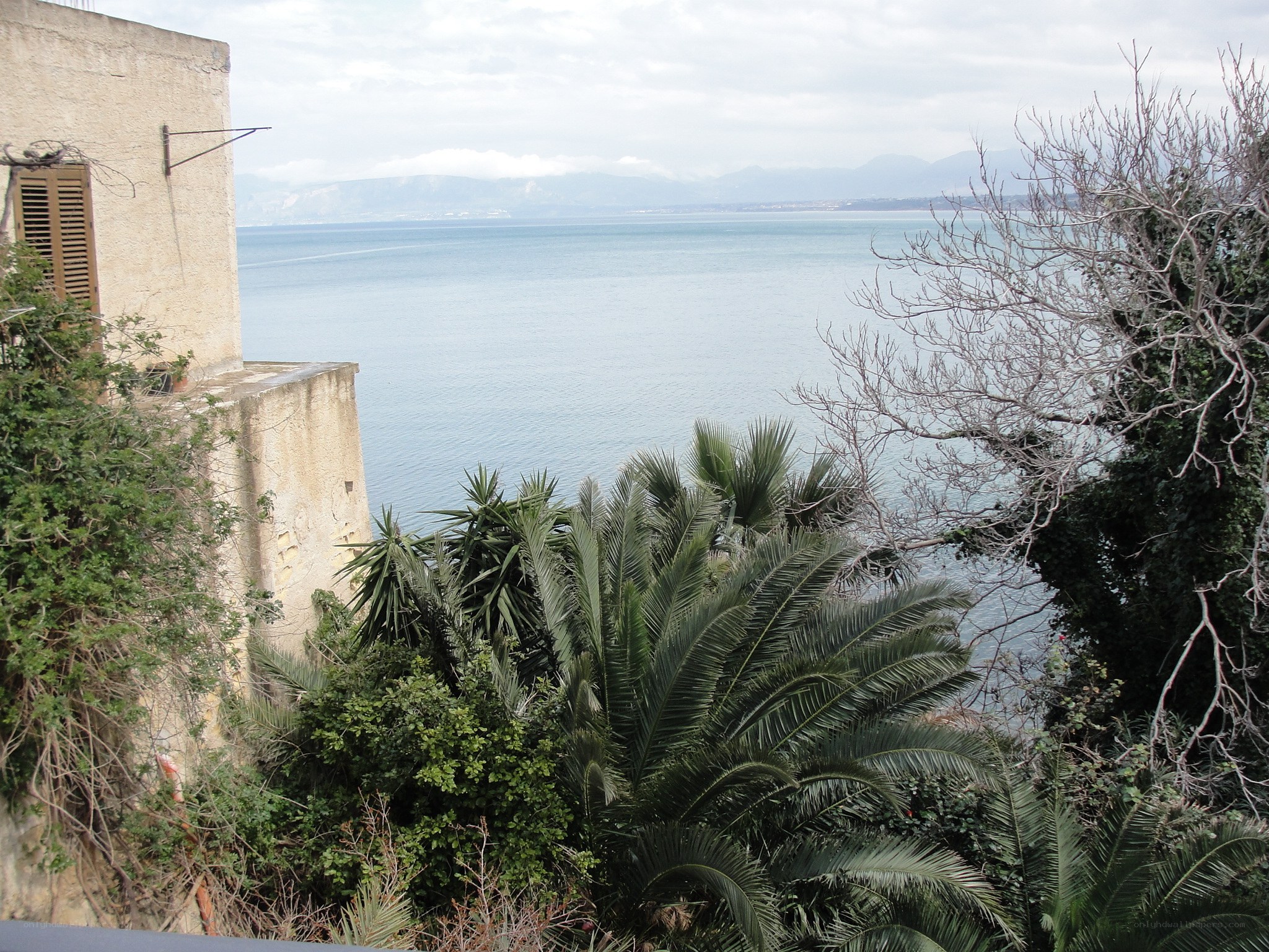 Coastal view with palm trees