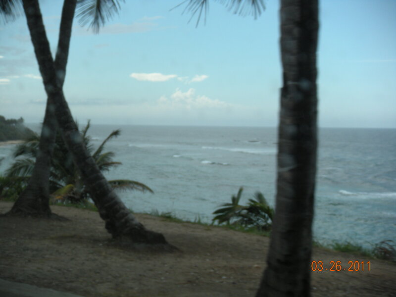 Coastal View with Palm Trees — Blue