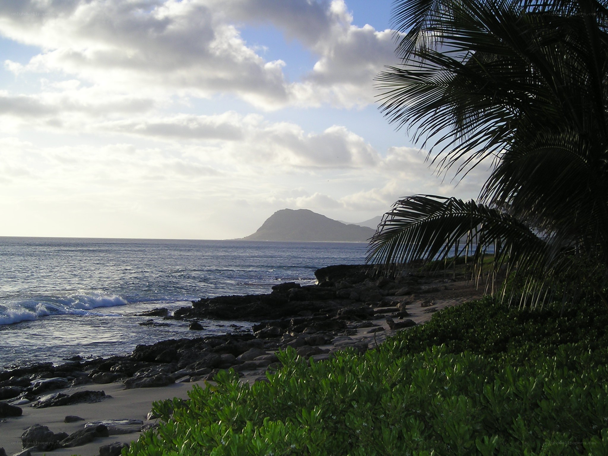 coastal view with palm trees