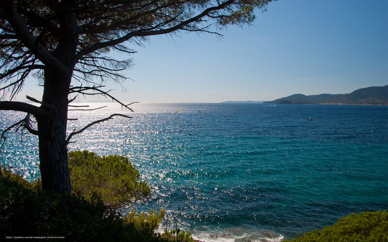 Coastal view with pine tree