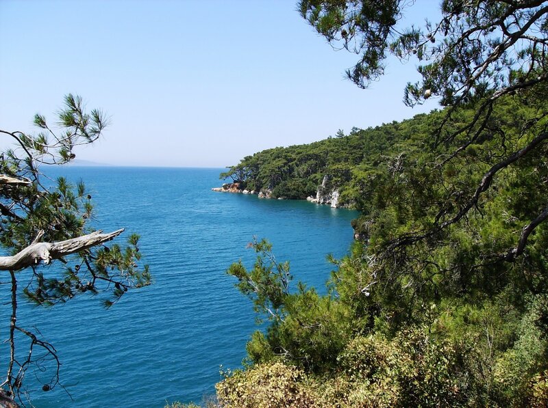 Coastal view with pine trees