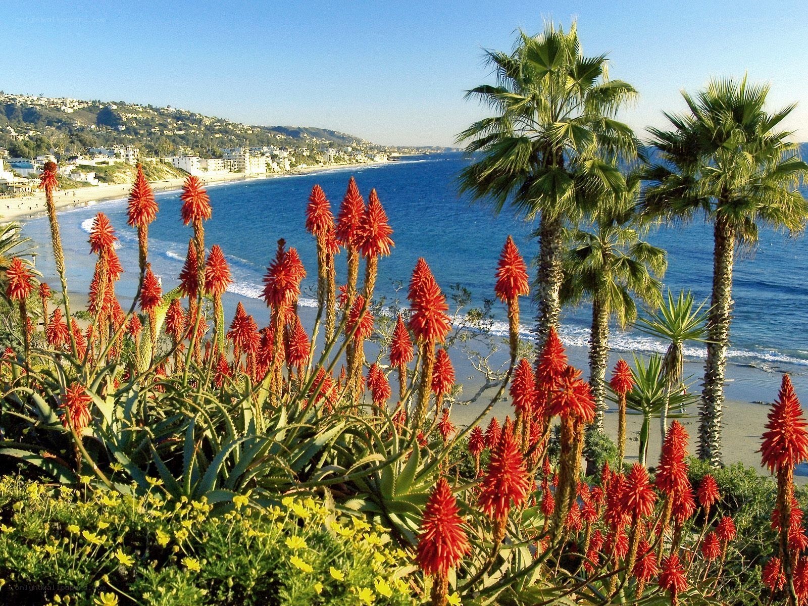 Coastal view with red flowers