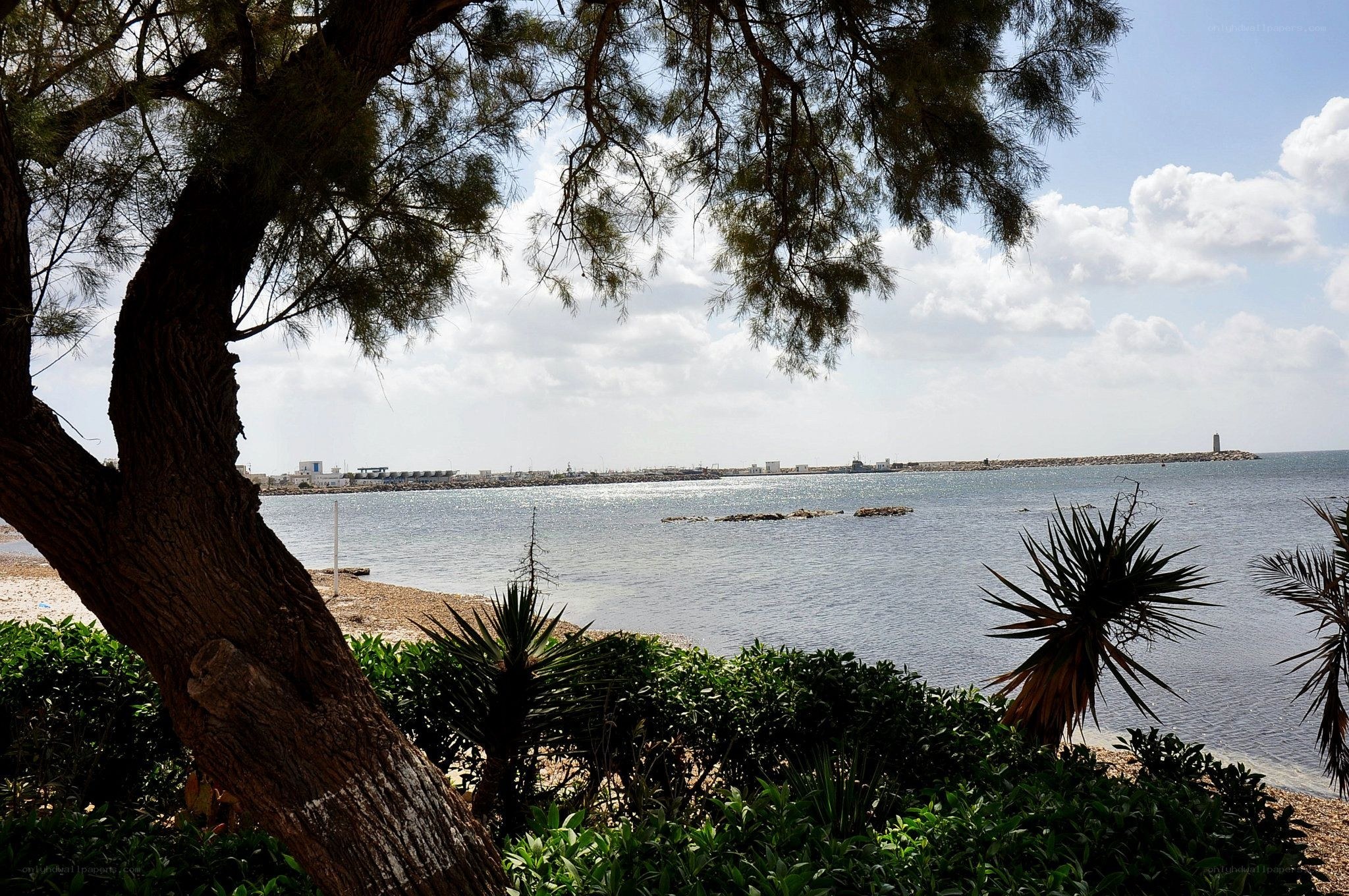 Coastal view with tree and lighthouse