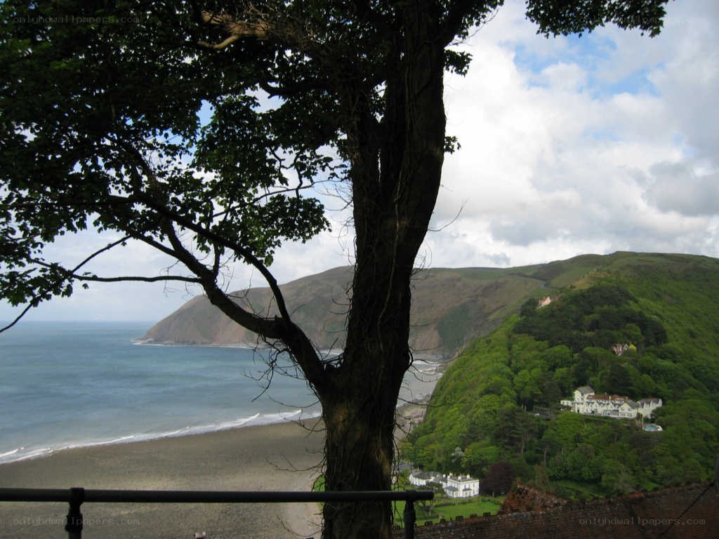 coastal view with tree