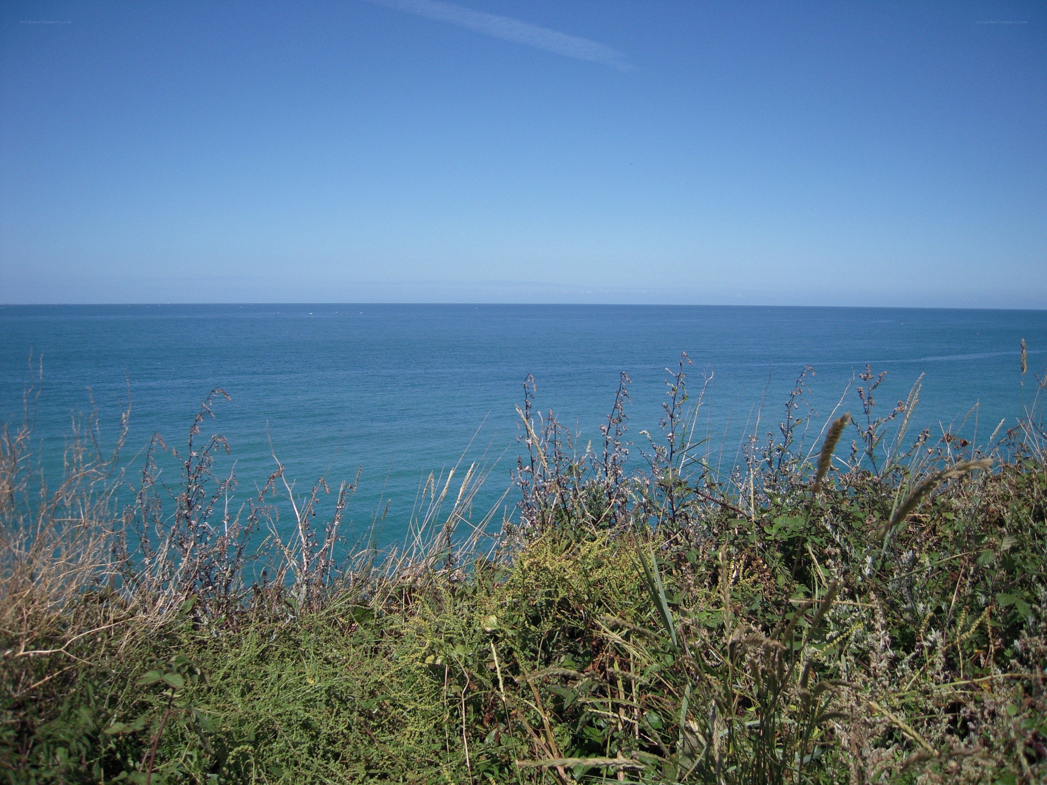 coastal view with wild grass
