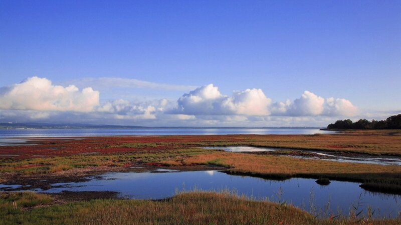 coastal wetlands under blue sky