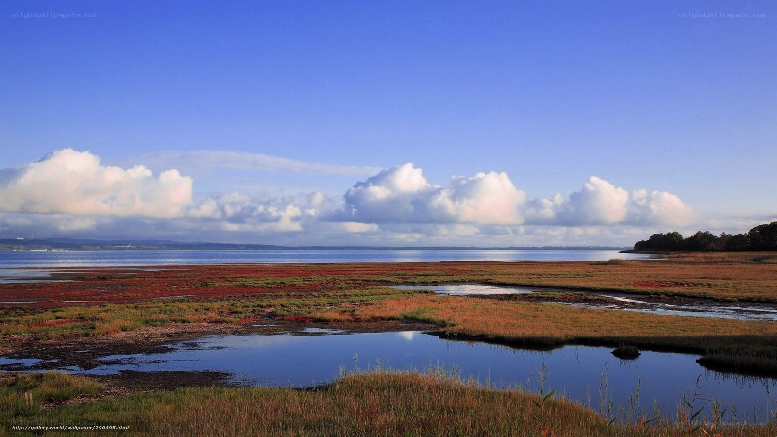 Coastal wetlands under blue sky