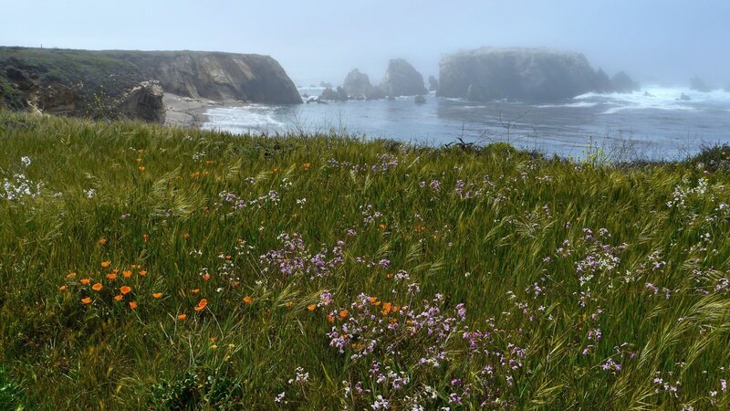 Coastal Wildflowers and Cliffs — Green, Misty
