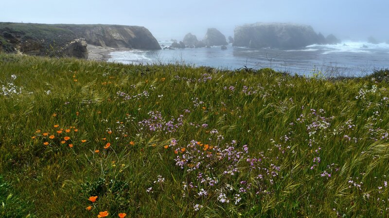 Coastal Wildflowers and Cliffs — Green