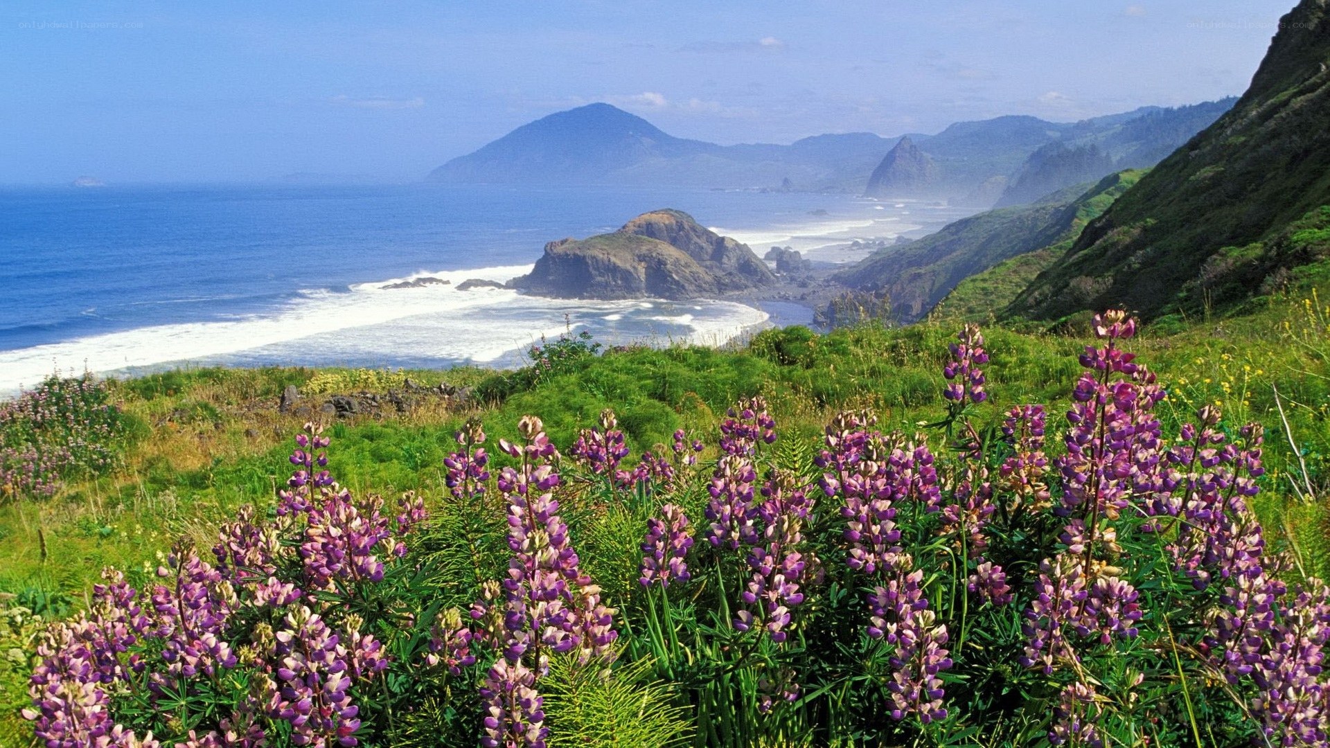 coastal wildflowers and ocean view