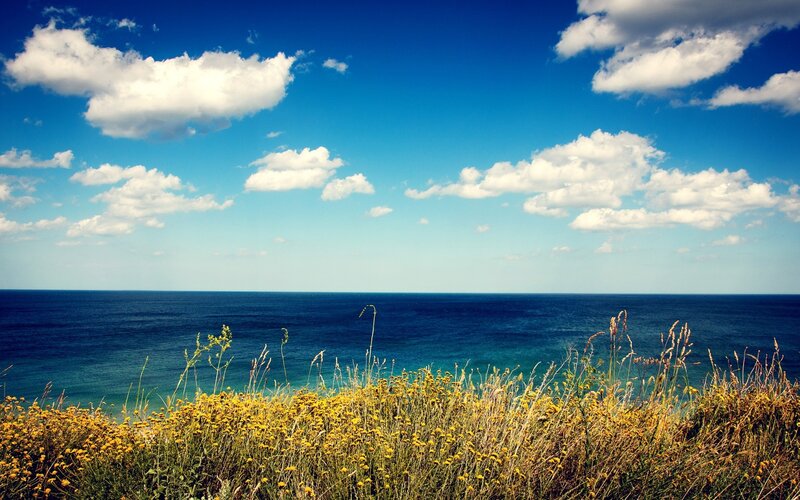 Coastal Wildflowers and Sea