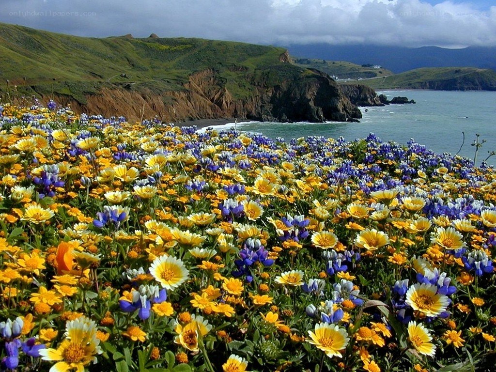 Coastal wildflowers in bloom