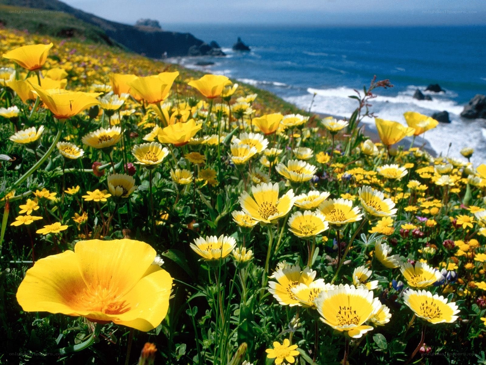 Coastal wildflowers in bloom
