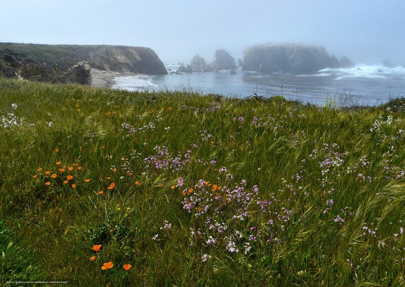 Coastal wildflowers in fog