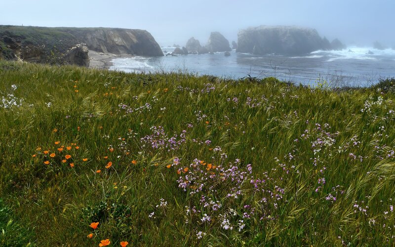 coastal wildflowers in fog