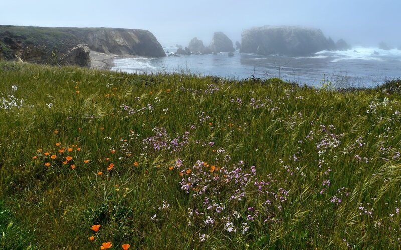 Coastal wildflowers in fog