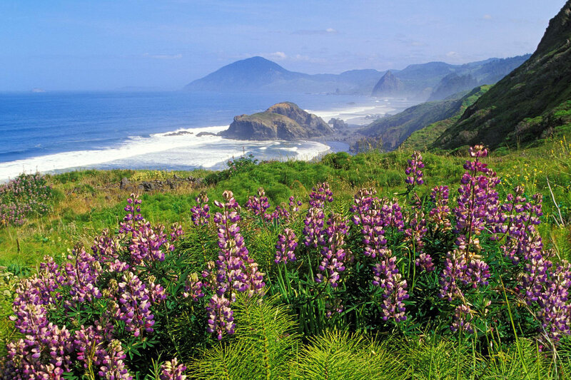 Coastal wildflowers in Oregon