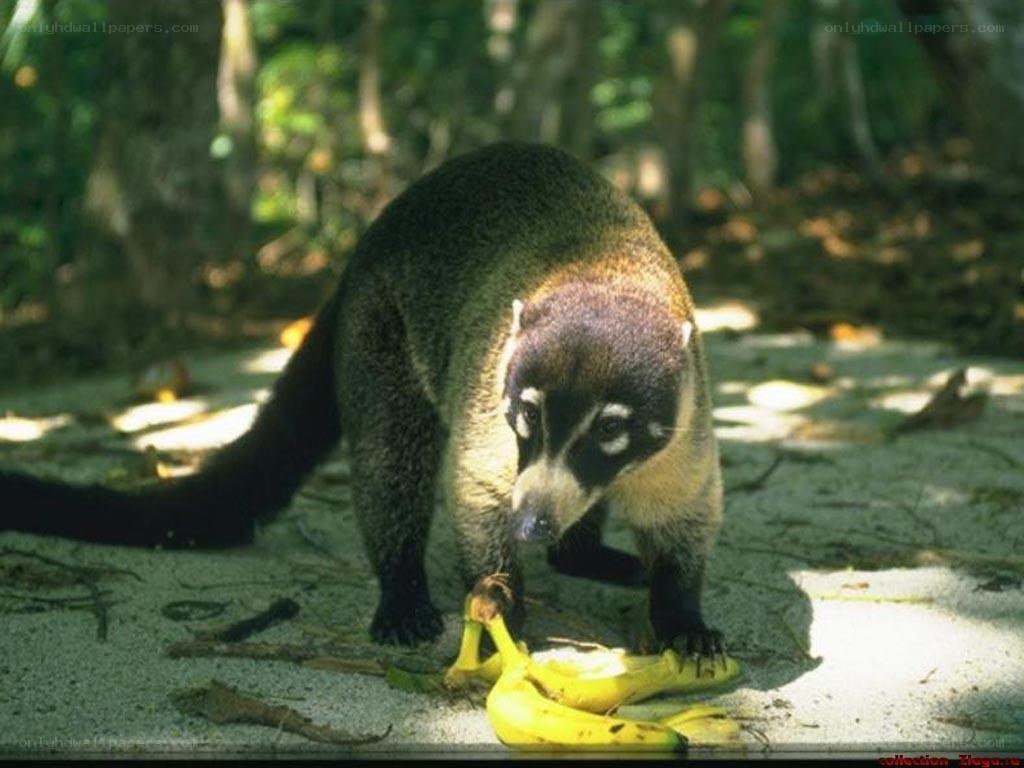 Coati eating bananas in forest