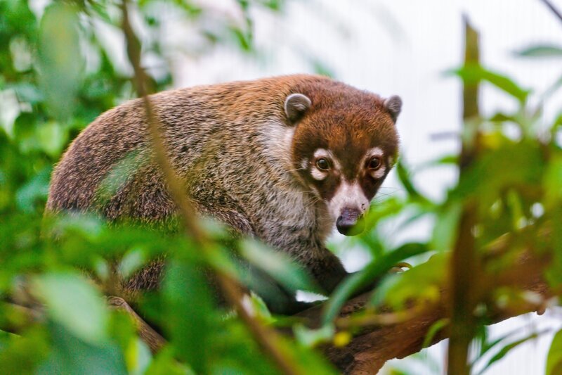 Coati in a tree