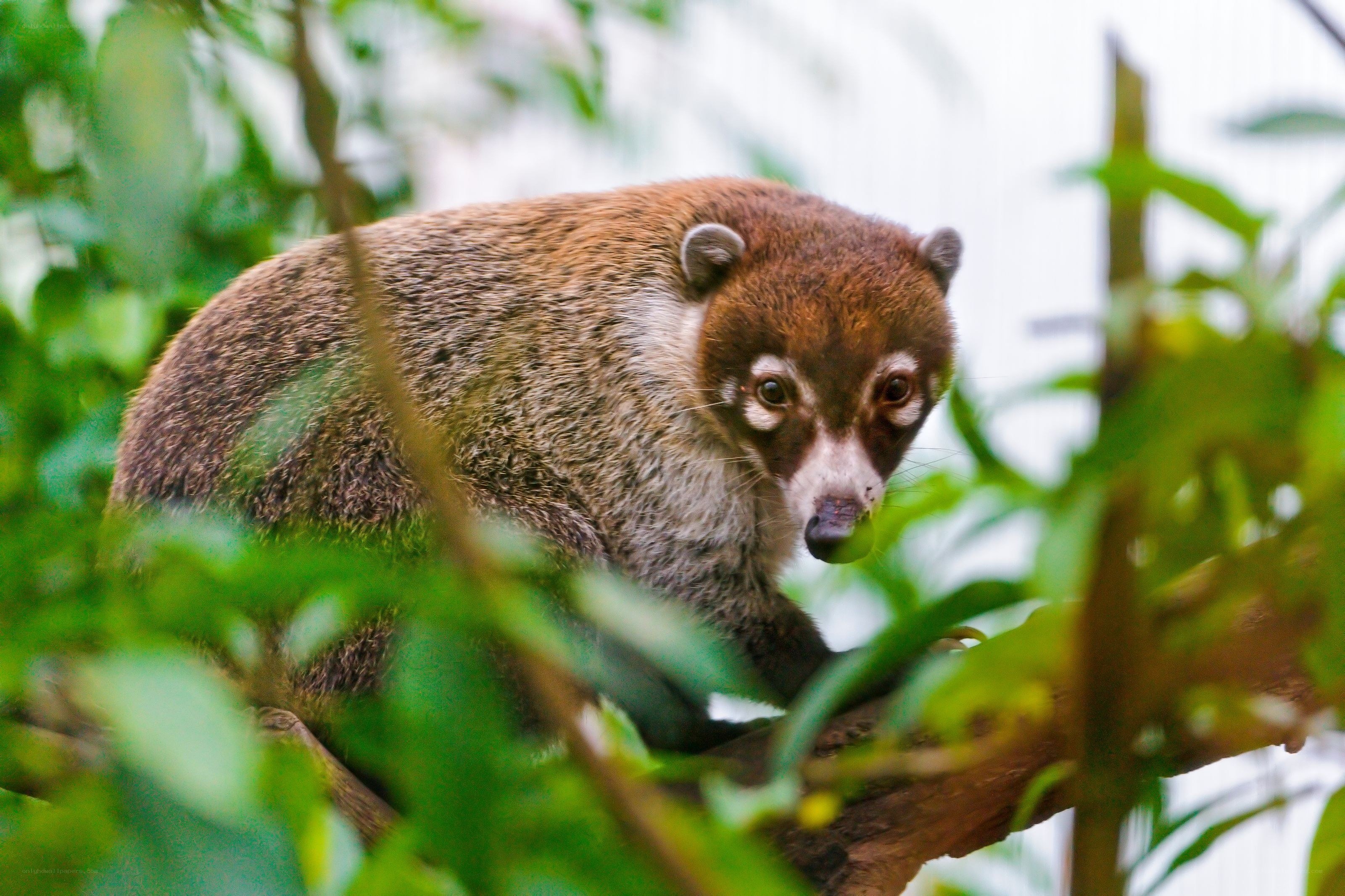Coati in a tree