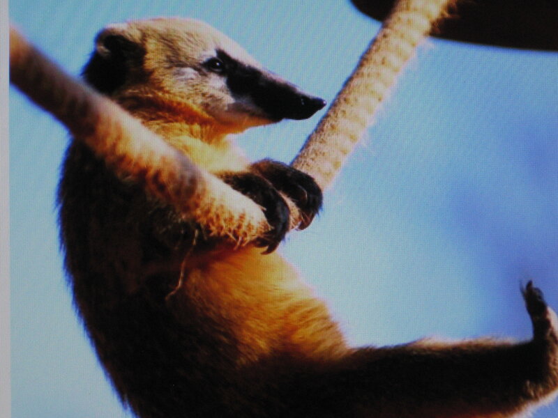 Coati on a tree branch