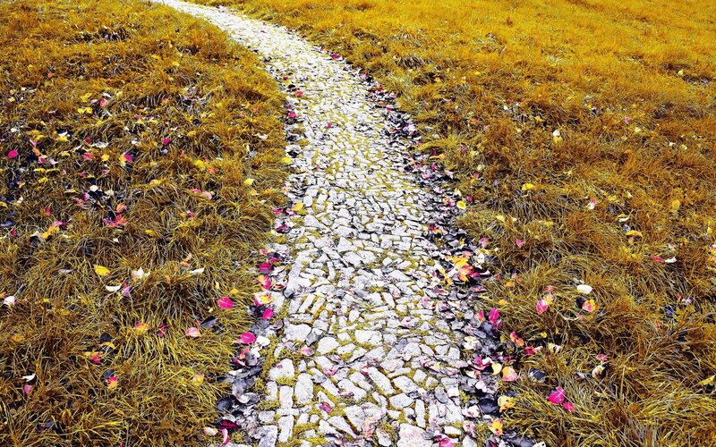Cobblestone path in autumn